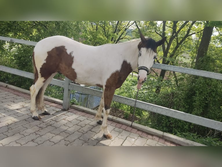 Paint Horse Wallach 3 Jahre 148 cm Schecke in Walsdorf