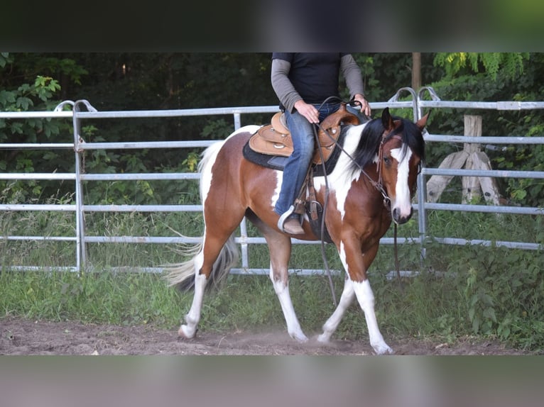 Paint Horse Wallach 3 Jahre 149 cm Tobiano-alle-Farben in Havelberg