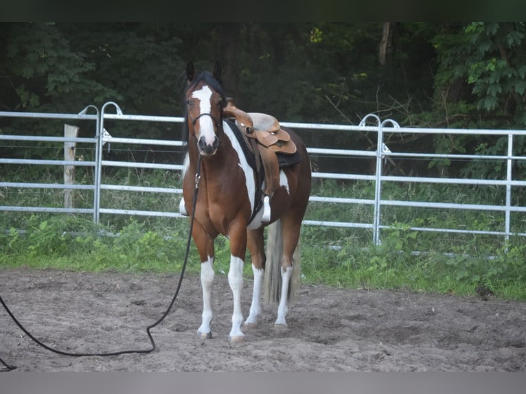 Paint Horse Wallach 3 Jahre 149 cm Tobiano-alle-Farben in Havelberg
