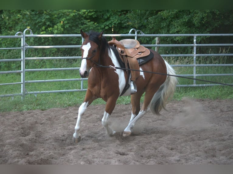 Paint Horse Wallach 3 Jahre 149 cm Tobiano-alle-Farben in Havelberg