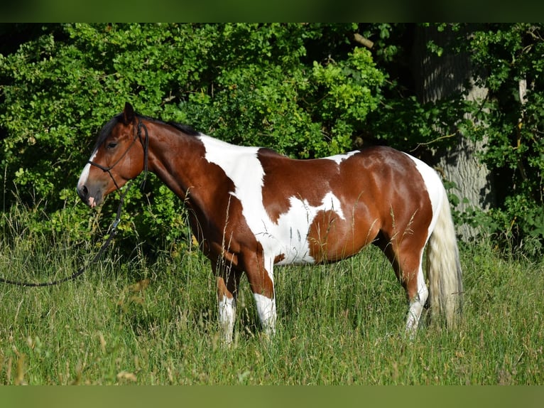 Paint Horse Wallach 3 Jahre 149 cm Tobiano-alle-Farben in Havelberg