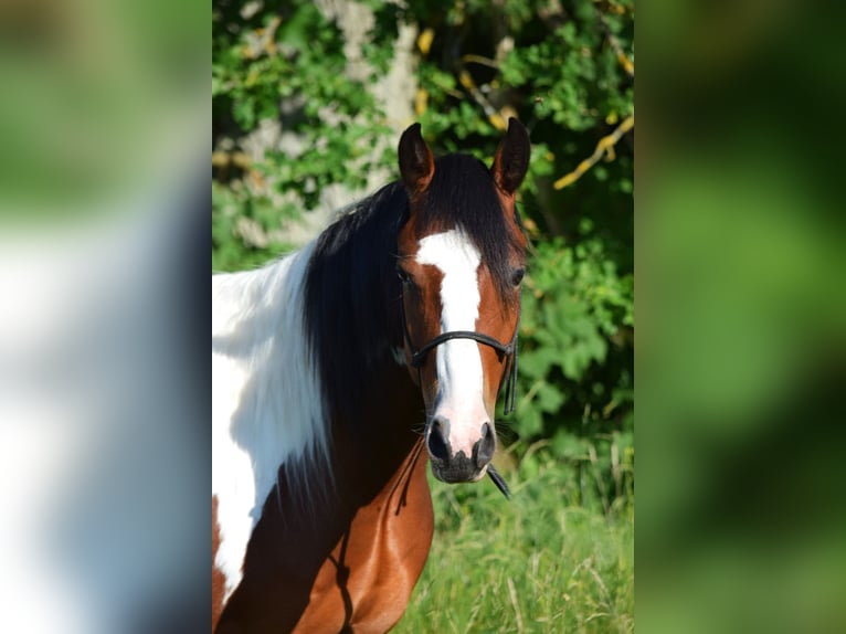 Paint Horse Wallach 3 Jahre 149 cm Tobiano-alle-Farben in Havelberg