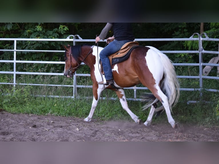 Paint Horse Wallach 3 Jahre 149 cm Tobiano-alle-Farben in Havelberg