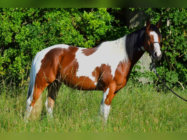Paint Horse Wallach 3 Jahre 149 cm Tobiano-alle-Farben in Havelberg