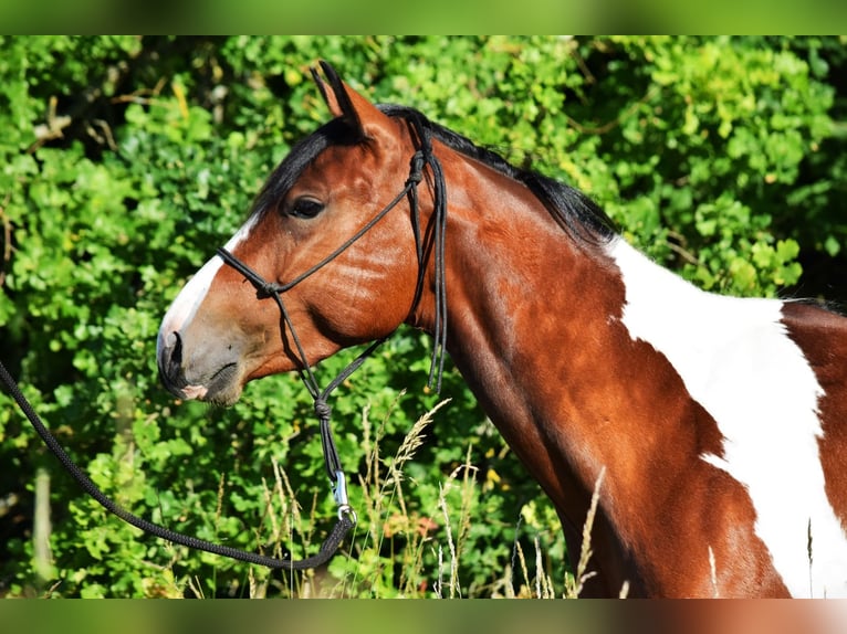 Paint Horse Wallach 3 Jahre 149 cm Tobiano-alle-Farben in Havelberg