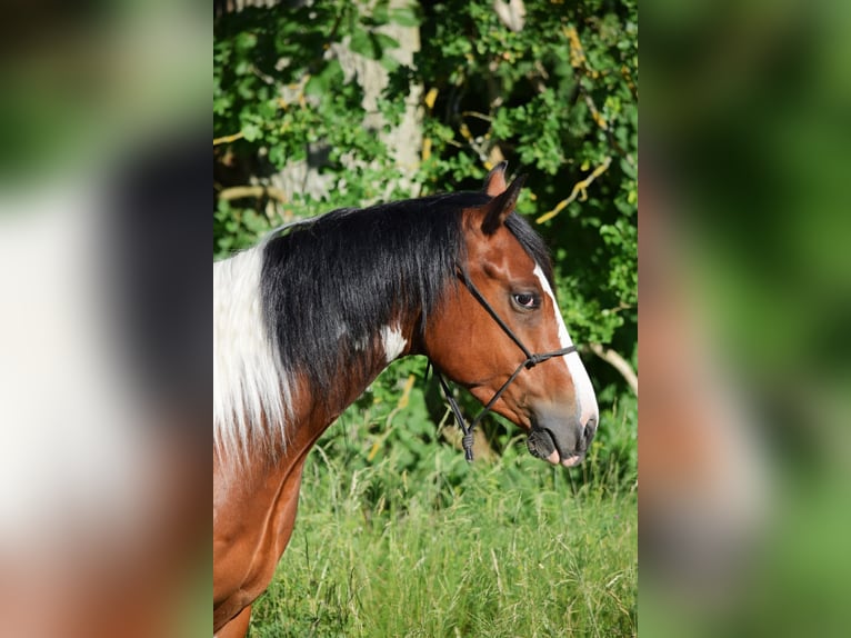 Paint Horse Wallach 3 Jahre 149 cm Tobiano-alle-Farben in Havelberg