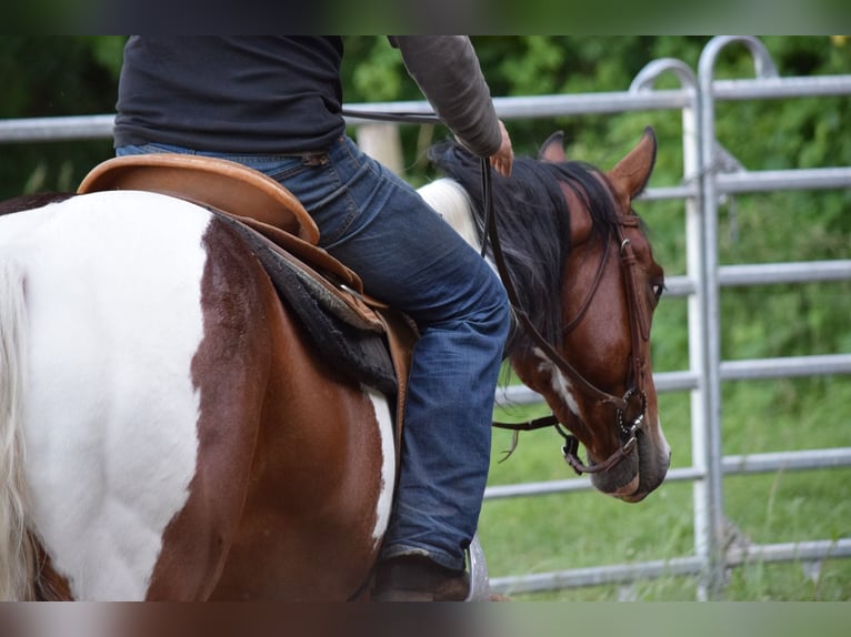 Paint Horse Wallach 3 Jahre 149 cm Tobiano-alle-Farben in Havelberg