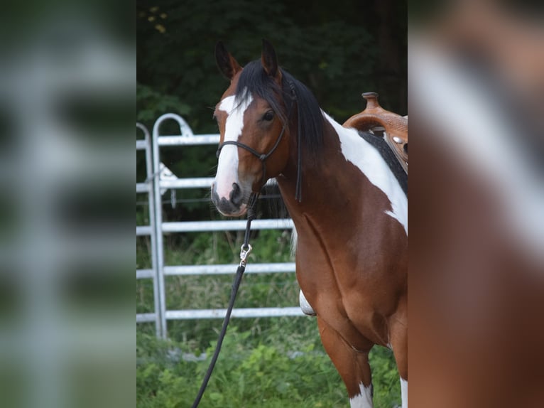 Paint Horse Wallach 3 Jahre 149 cm Tobiano-alle-Farben in Havelberg