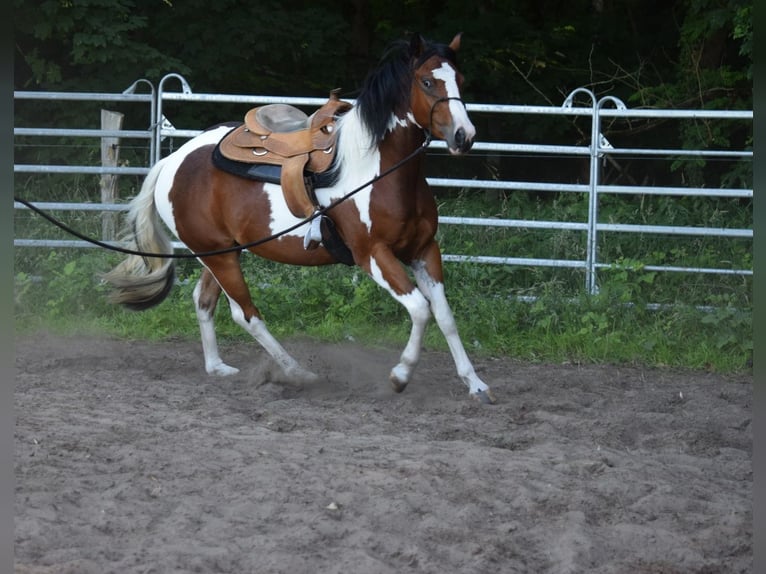 Paint Horse Wallach 3 Jahre 149 cm Tobiano-alle-Farben in Havelberg