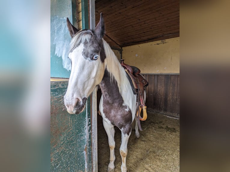 Paint Horse Wallach 3 Jahre 149 cm Tovero-alle-Farben in Oberzent