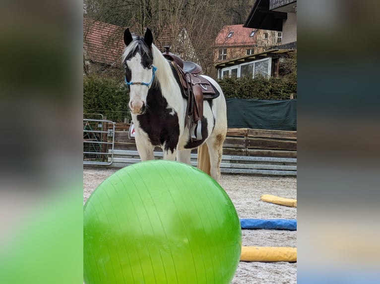 Paint Horse Wallach 3 Jahre 149 cm Tovero-alle-Farben in Oberzent
