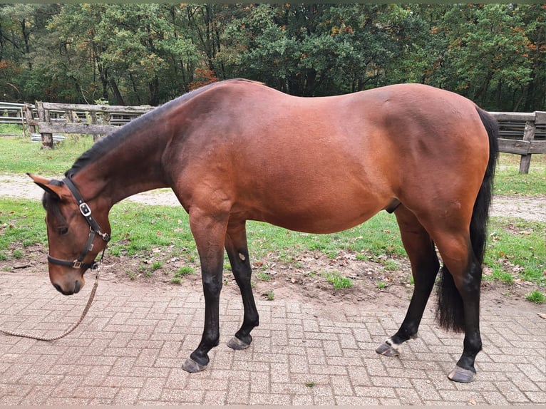 Paint Horse Wallach 3 Jahre 150 cm Brauner in Wildeshausen Paint Horse Wallach 3 Jahre 150 cm Brauner in Wildeshausen