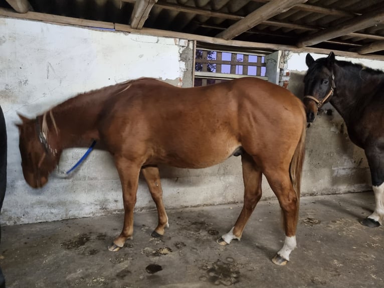 Paint Horse Wallach 3 Jahre 150 cm Fuchs in Weste