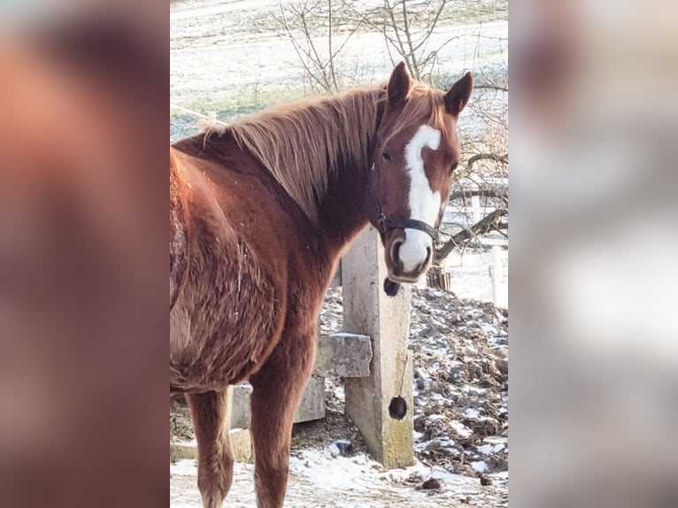 Paint Horse Wallach 3 Jahre 150 cm Fuchs in Oberndorf