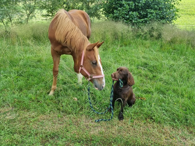 Paint Horse Wallach 3 Jahre 150 cm Fuchs in Oberndorf