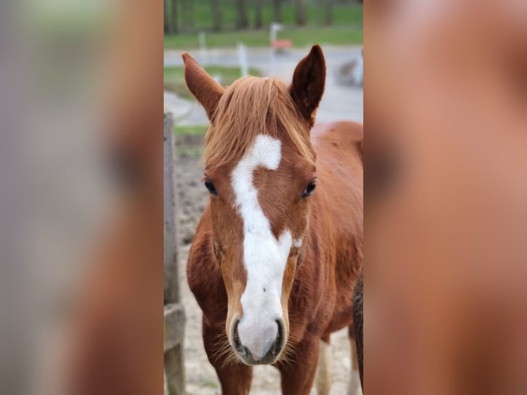 Paint Horse Wallach 3 Jahre 150 cm Fuchs in Oberndorf