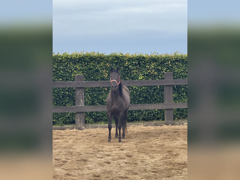 Paint Horse Wallach 3 Jahre 150 cm Rappe in Daleiden