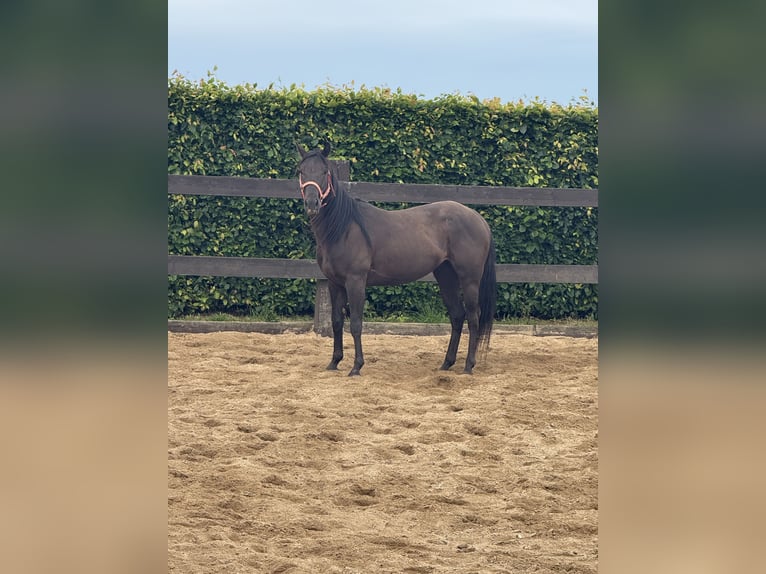 Paint Horse Wallach 3 Jahre 150 cm Rappe in Daleiden