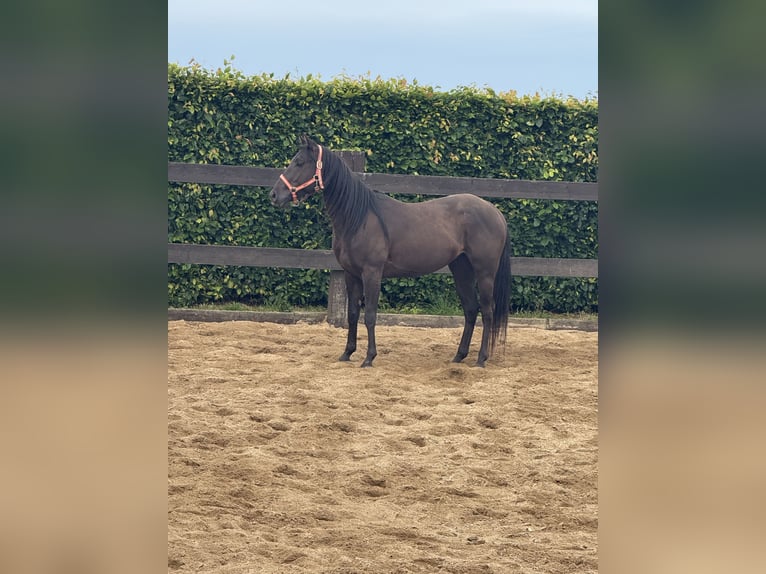 Paint Horse Wallach 3 Jahre 150 cm Rappe in Daleiden