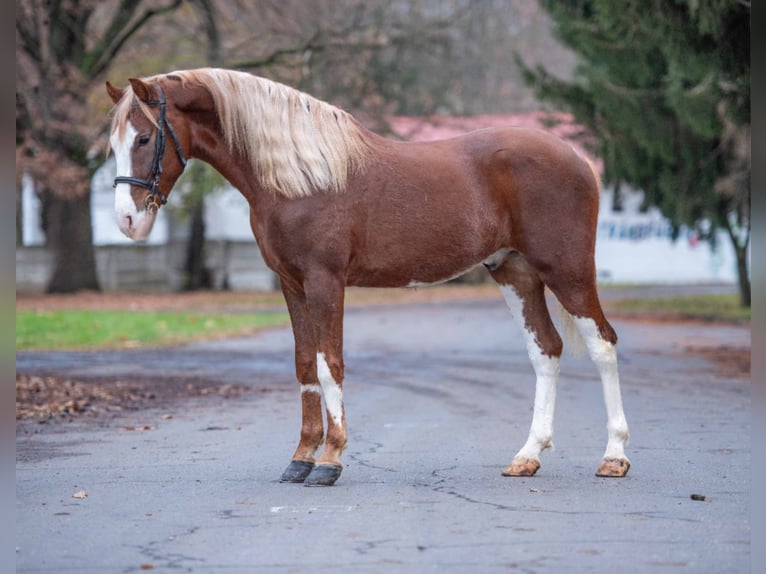 Paint Horse Mix Wallach 3 Jahre 150 cm Schecke in Buseck