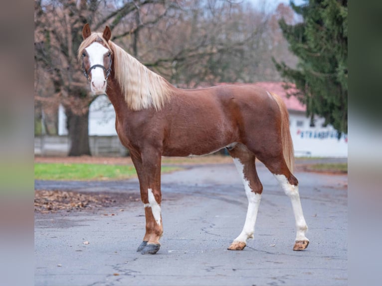 Paint Horse Mix Wallach 3 Jahre 150 cm Schecke in Buseck