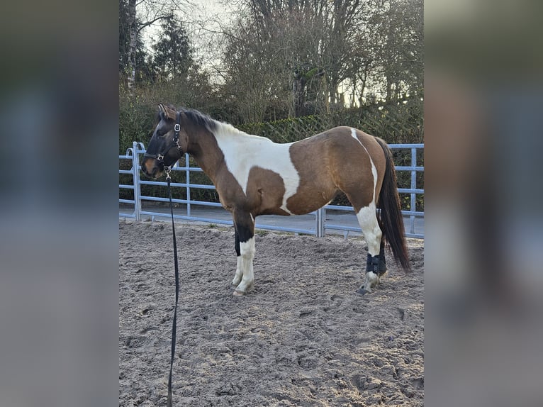 Paint Horse Mix Wallach 3 Jahre 150 cm Tobiano-alle-Farben in Gägelow