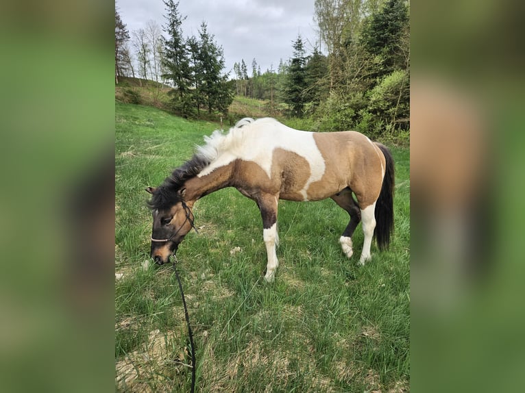 Paint Horse Mix Wallach 3 Jahre 150 cm Tobiano-alle-Farben in Gägelow