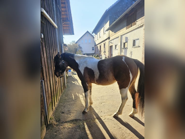 Paint Horse Mix Wallach 3 Jahre 150 cm Tobiano-alle-Farben in Stockheim