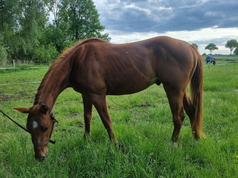 Paint Horse Wallach 3 Jahre 151 cm Fuchs in Bad Bevensen