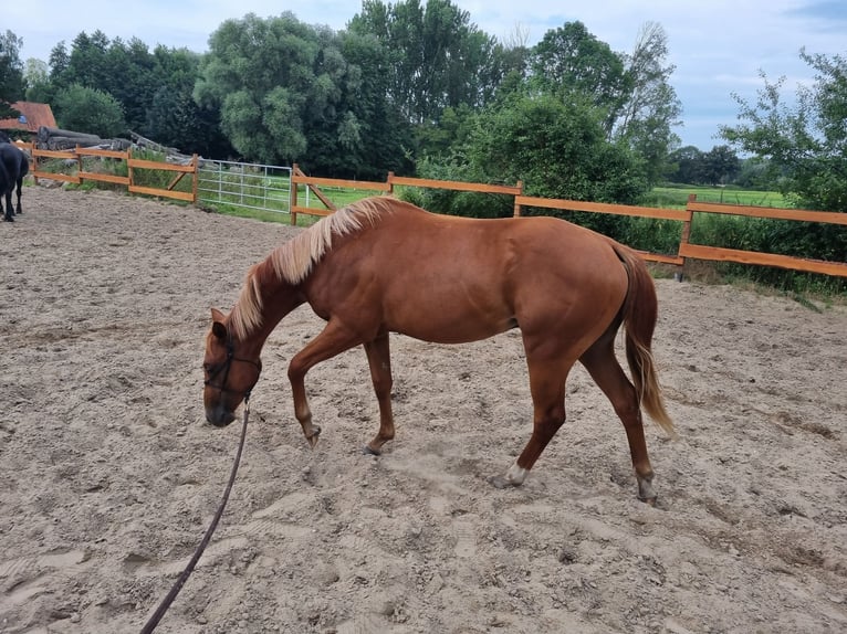 Paint Horse Wallach 3 Jahre 151 cm Fuchs in Bad Bevensen