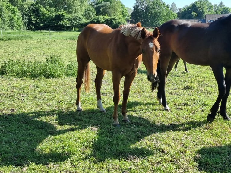 Paint Horse Wallach 3 Jahre 151 cm Fuchs in Bad Bevensen
