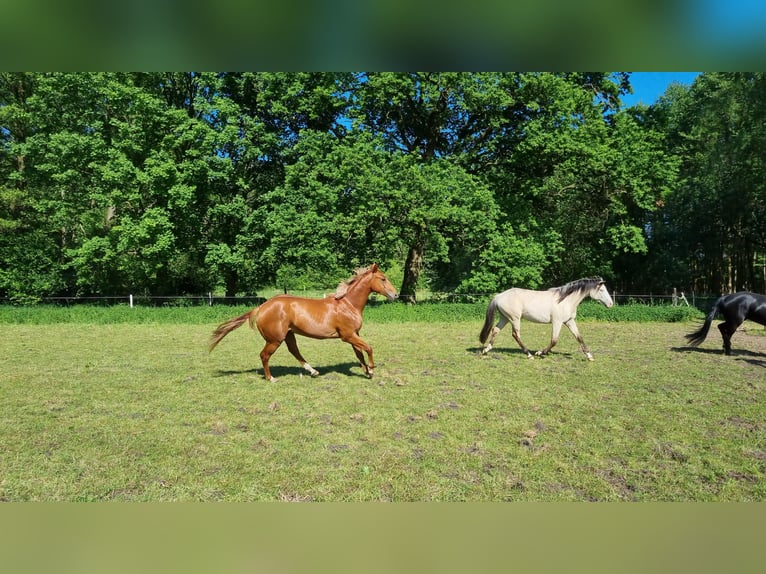 Paint Horse Wallach 3 Jahre 151 cm Fuchs in Bad Bevensen