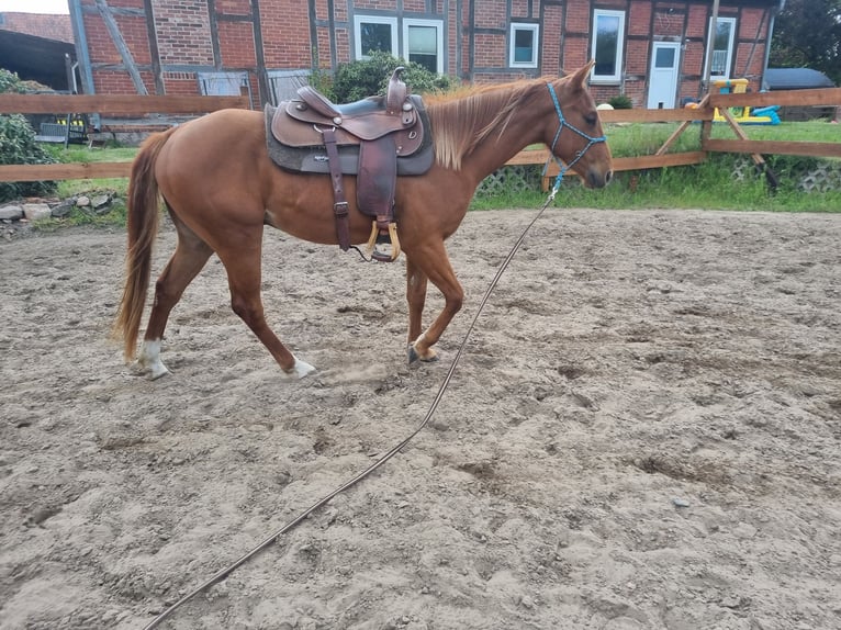 Paint Horse Wallach 3 Jahre 151 cm Fuchs in Bad Bevensen