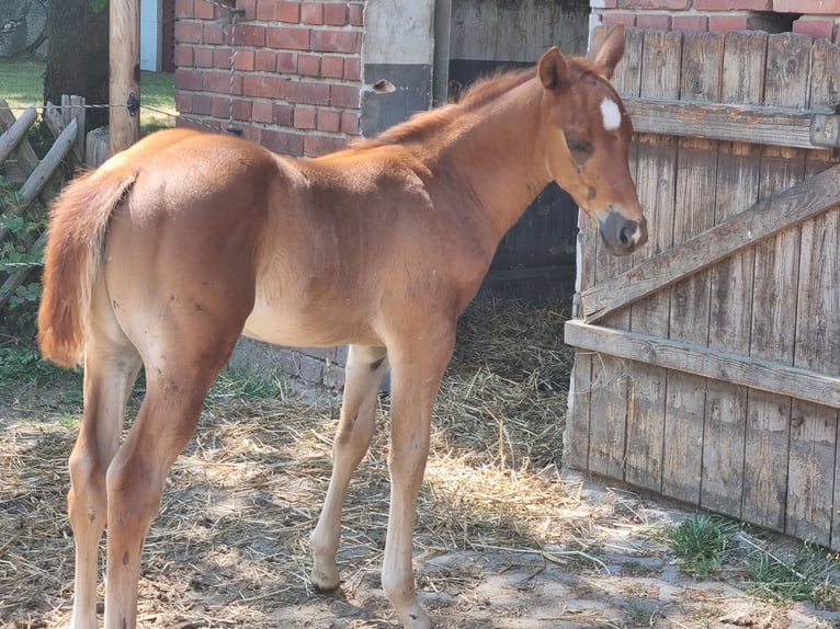 Paint Horse Wallach 3 Jahre 151 cm Fuchs in Bad Bevensen