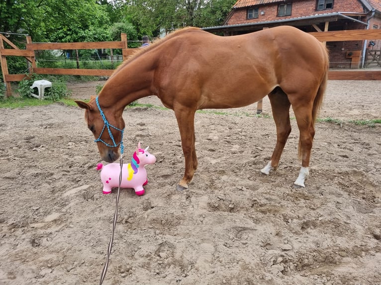 Paint Horse Wallach 3 Jahre 151 cm Fuchs in Bad Bevensen