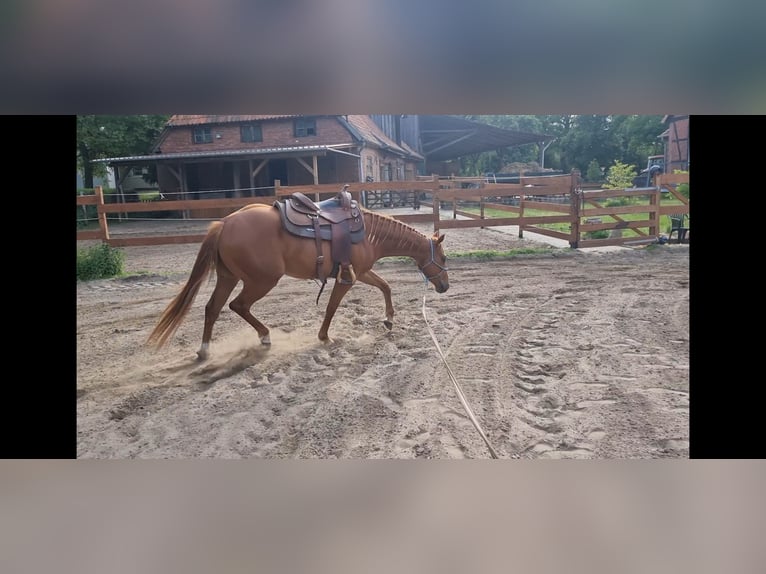 Paint Horse Wallach 3 Jahre 151 cm Fuchs in Bad Bevensen
