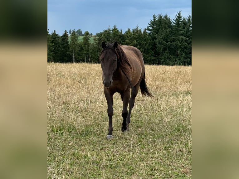 Paint Horse Wallach 3 Jahre 151 cm Rappe in Daleiden