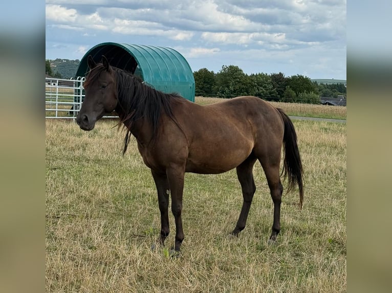 Paint Horse Wallach 3 Jahre 151 cm Rappe in Daleiden