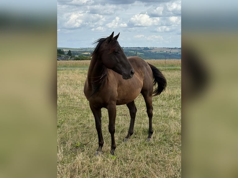 Paint Horse Wallach 3 Jahre 151 cm Rappe in Daleiden