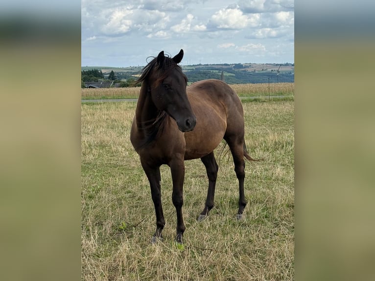 Paint Horse Wallach 3 Jahre 151 cm Rappe in Daleiden