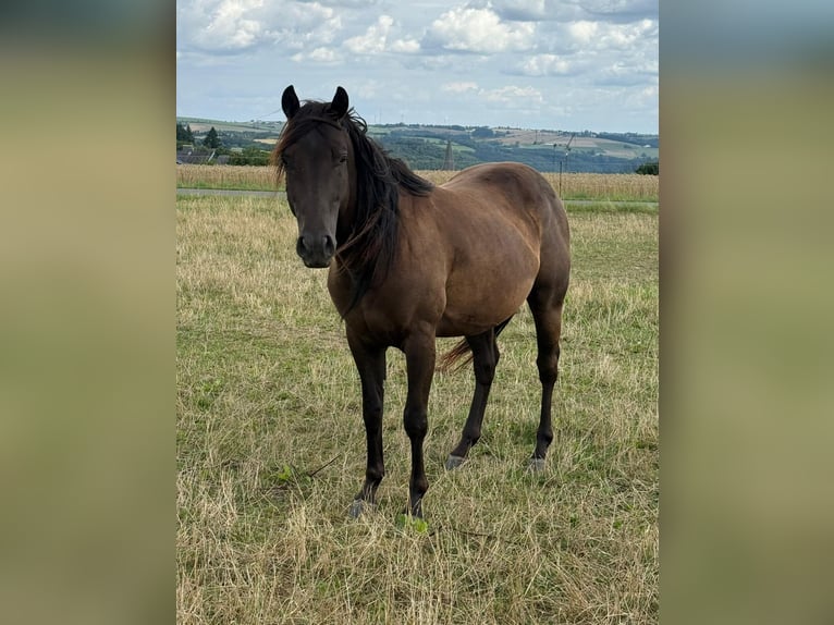 Paint Horse Wallach 3 Jahre 151 cm Rappe in Daleiden