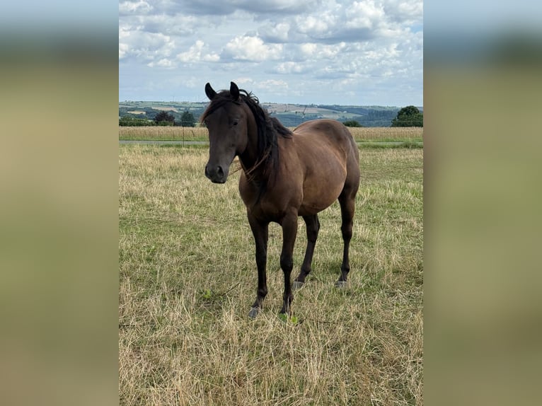 Paint Horse Wallach 3 Jahre 151 cm Rappe in Daleiden