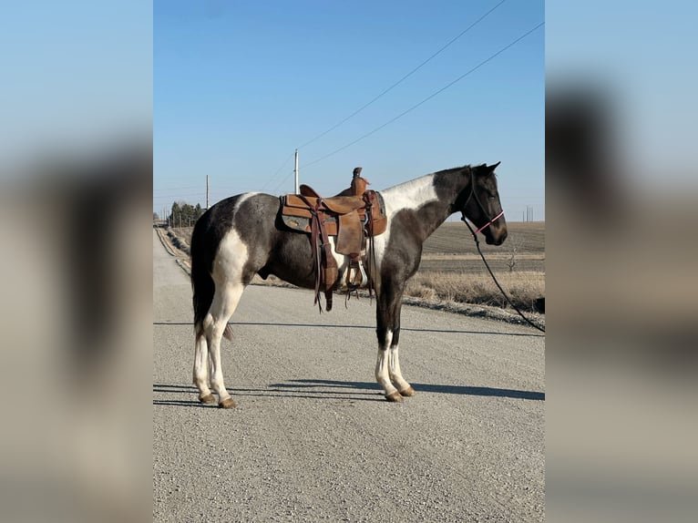 Paint Horse Mix Wallach 3 Jahre 152 cm Roan-Blue in Van Horne