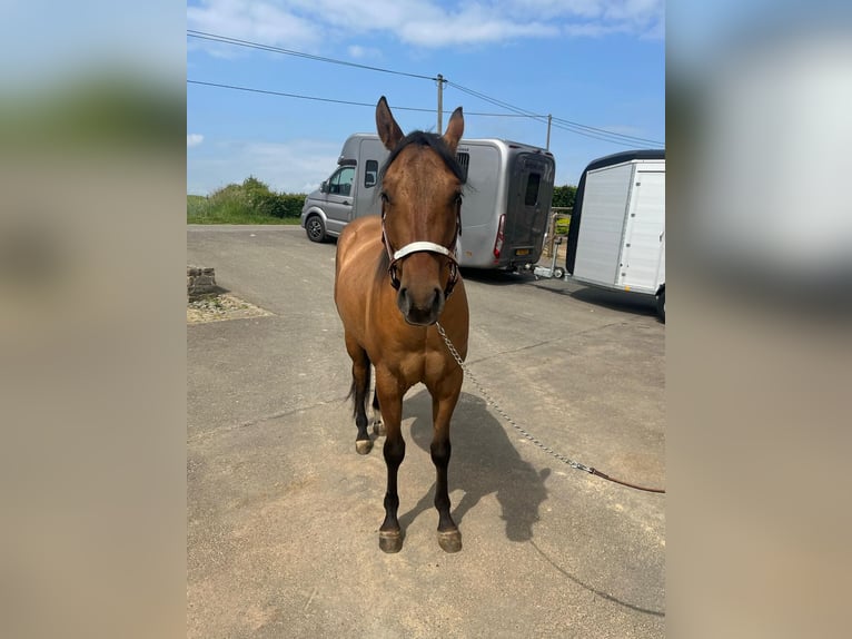 Paint Horse Wallach 3 Jahre 153 cm Red Dun in Daleiden