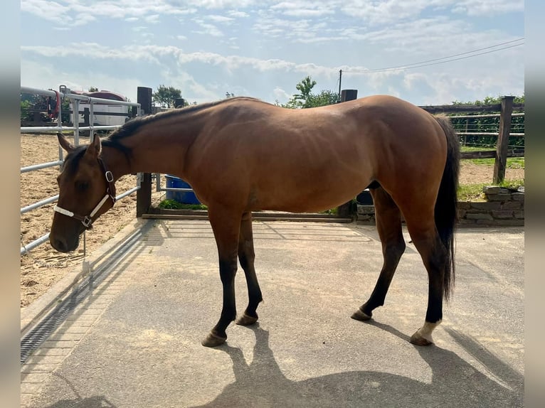 Paint Horse Wallach 3 Jahre 153 cm Red Dun in Daleiden