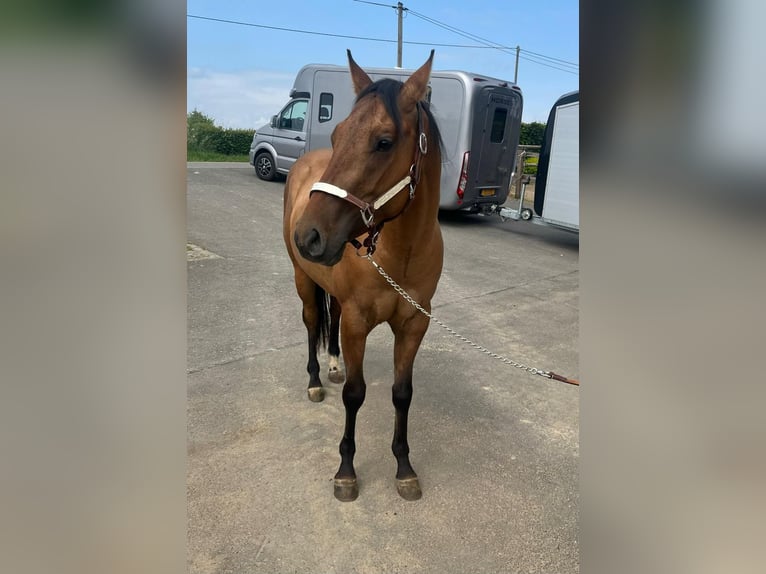 Paint Horse Wallach 3 Jahre 153 cm Red Dun in Daleiden