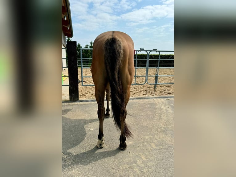 Paint Horse Wallach 3 Jahre 153 cm Red Dun in Daleiden