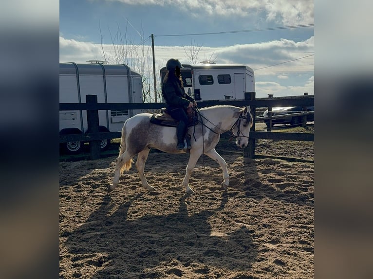 Paint Horse Mix Wallach 3 Jahre 153 cm Schecke in Daleiden