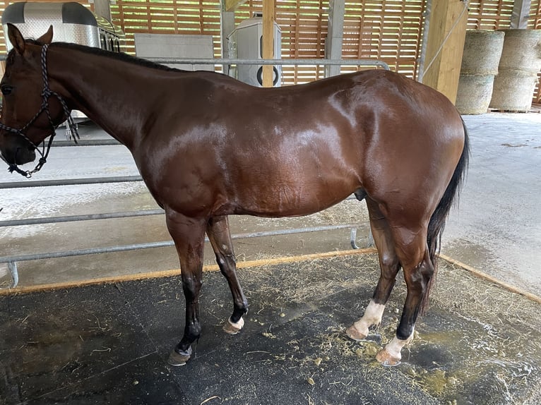 Paint Horse Wallach 3 Jahre 155 cm Brauner in Giustino
