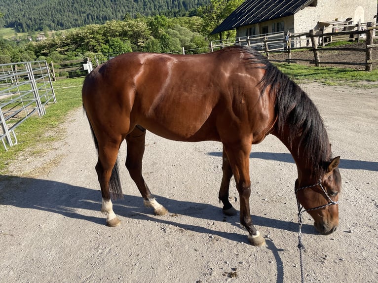 Paint Horse Wallach 3 Jahre 155 cm Brauner in Giustino